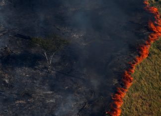 Efeito Bolsonaro e o aumento do desmatamento na Amazônia