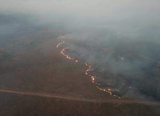Urgente: Defender a Amazônia contra Bolsonaro