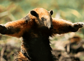 Derrotar Bolsonaro para defender a Amazônia