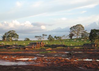 Latifúndio: Congresso quer favorecer ladrões de terras públicas