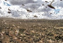 Nuvem de gafanhotos: praga bíblica ou crise ambiental?