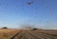 Nuvem de gafanhotos: praga bíblica ou crise ambiental?