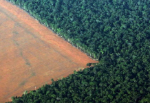 No governo Bolsonaro, desmatamento cresce por 13 meses seguidos