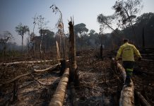 Brasil perdeu 24 árvores por segundo em 2020